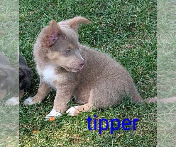 Medium Photo #7 Chihuahua Puppy For Sale in LEBANON, PA, USA