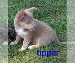 Small Photo #7 Chihuahua Puppy For Sale in LEBANON, PA, USA