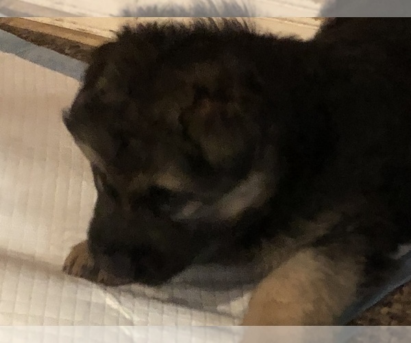 Medium Photo #1 King Shepherd Puppy For Sale in GENEVA, FL, USA