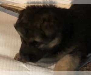 King Shepherd Puppy for sale in GENEVA, FL, USA