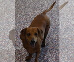 Small #1 Dachshund