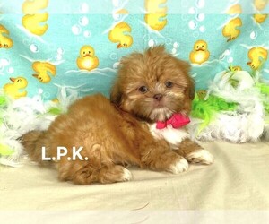Shih Tzu Puppy for sale in WINNSBORO, LA, USA