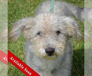 Mutt Dogs for adoption in Huntley, IL, USA