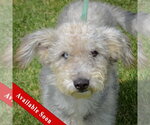 Small Mutt