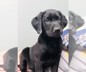 Labrador Retriever Puppy for Sale in WASHINGTON, North Carolina USA