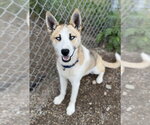 Small Siberian Husky Mix