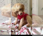 Small #2 Poodle (Miniature)