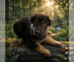 Small #1 German Shepherd Dog