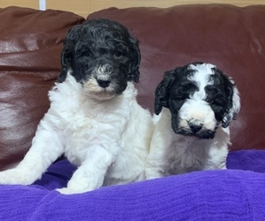 Poodle (Standard) Puppy for sale in SHAWNEE, OK, USA