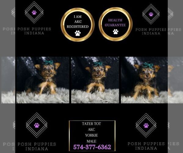 Medium Photo #6 Yorkshire Terrier Puppy For Sale in WARSAW, IN, USA