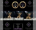 Small #5 Yorkshire Terrier