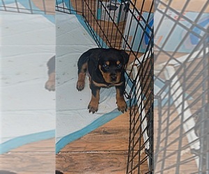 Rottweiler Puppy for Sale in PITTSBURGH, Pennsylvania USA