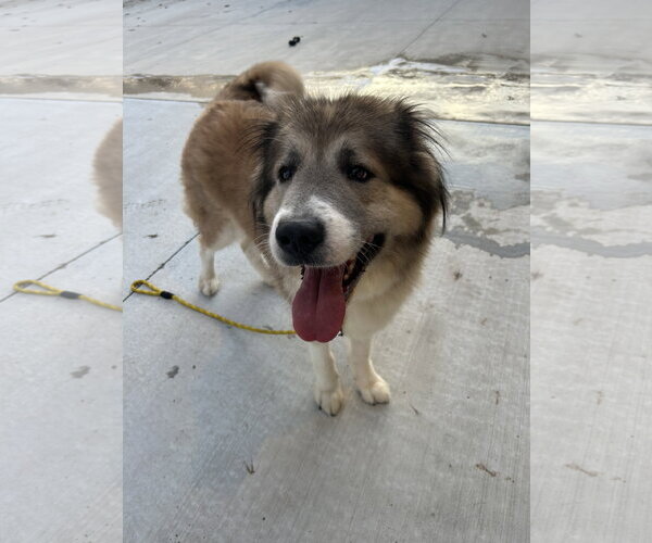 Medium Photo #2 Great Pyrenees Puppy For Sale in Lancaster, PA, USA