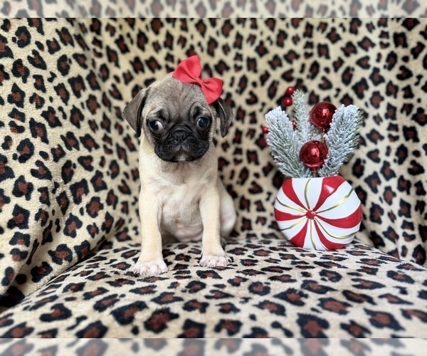 Medium Photo #5 Pug Puppy For Sale in LAKELAND, FL, USA