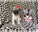 Small #4 Pug