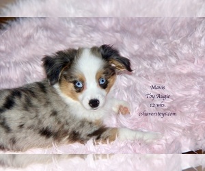 Aussie-Corgi-Miniature Australian Shepherd Mix Puppy for sale in LIND, WA, USA