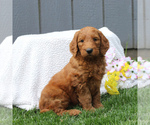 Small Photo #5 Goldendoodle-Poodle (Standard) Mix Puppy For Sale in EAST EARL, PA, USA