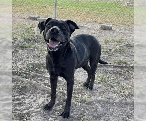 Medium Photo #1 Labrador Retriever-Unknown Mix Puppy For Sale in Conroe, TX, USA