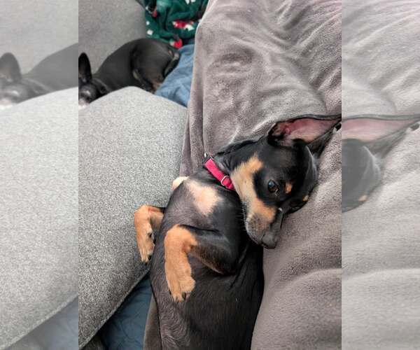 Medium Photo #3 Chipin Puppy For Sale in Shermans Dale, PA, USA