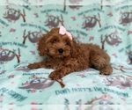 Small #6 Cockapoo (Miniature)