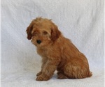 Small #1 Poodle (Miniature)