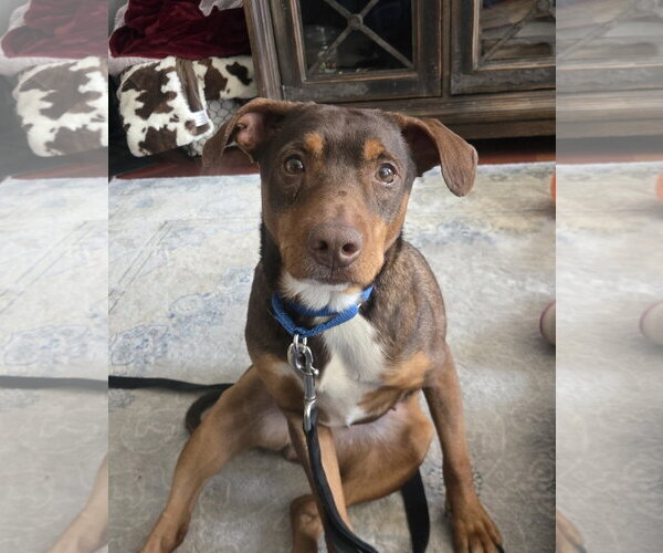 Medium Photo #9 Australian Kelpie-Miniature Pinscher Mix Puppy For Sale in Rockaway, NJ, USA