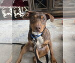 Small #8 Australian Kelpie-Miniature Pinscher Mix