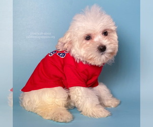 Maltipoo Puppy for Sale in BREA, California USA