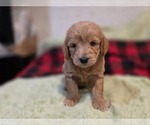 Small #10 Goldendoodle