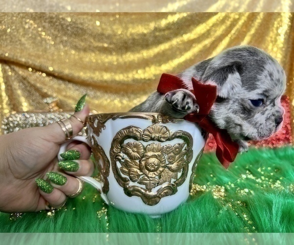 Medium Photo #13 French Bulldog Puppy For Sale in HAYWARD, CA, USA
