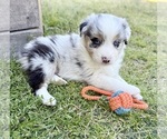 Puppy Topaz Australian Shepherd