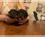 Small Photo #16 Rottweiler Puppy For Sale in NAPA, CA, USA