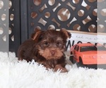 Small #2 Yorkshire Terrier