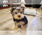 Small Photo #15 Yorkshire Terrier Puppy For Sale in LOS ANGELES, CA, USA