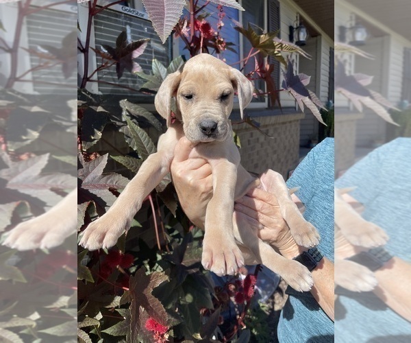 Medium Photo #2 Great Dane Puppy For Sale in IDAHO FALLS, ID, USA