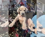 Small Photo #2 Great Dane Puppy For Sale in IDAHO FALLS, ID, USA