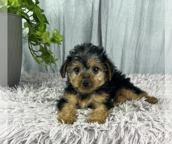 Medium Photo #5 Yorkshire Terrier Puppy For Sale in GREENWOOD, IN, USA