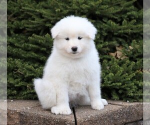 Samoyed Puppy for sale in FREDERICKSBG, OH, USA