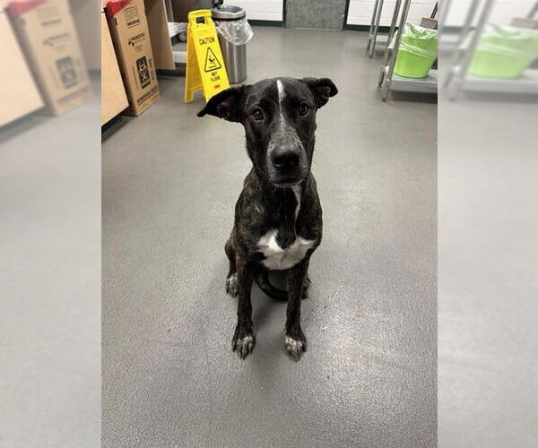 Medium Photo #1 Plott Hound-Unknown Mix Puppy For Sale in Corpus Christi, TX, USA