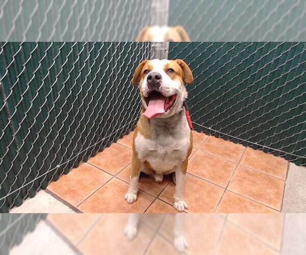 Medium Photo #1 Mutt Puppy For Sale in Downey, CA, USA