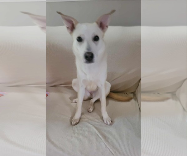 Medium Photo #1 Unknown-white german shepherd Mix Puppy For Sale in Hoffman Estates, IL, USA