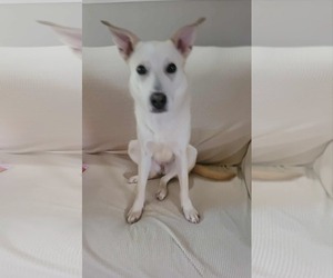Unknown-white german shepherd Mix Dogs for adoption in Hoffman Estates, IL, USA