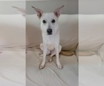Small white german shepherd Mix