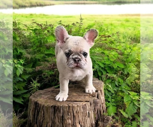 Medium Photo #11 French Bulldog Puppy For Sale in PROVIDENCE, NC, USA