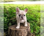 Small Photo #11 French Bulldog Puppy For Sale in PROVIDENCE, NC, USA