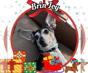 Dachshund Dogs for adoption in San Antonio, TX, USA