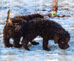 Small Photo #40 Spanish Water Dog Puppy For Sale in SIMLA, CO, USA