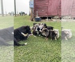 Small Photo #1 Australian Shepherd Puppy For Sale in SAINT MATTHEWS, SC, USA