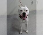 Small American Staffordshire Terrier Mix