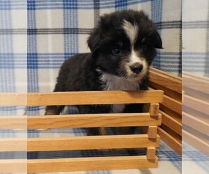 Miniature Australian Shepherd Puppy for sale in FORT MORGAN, CO, USA
